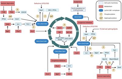 Two-way communication between cell cycle and metabolism in budding yeast: what do we know?